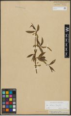 Foto von Salix alba L. x Salix fragilis L.